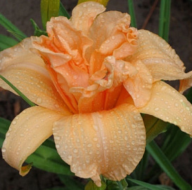 Лилейник гибридный 'Дабл Дрим'