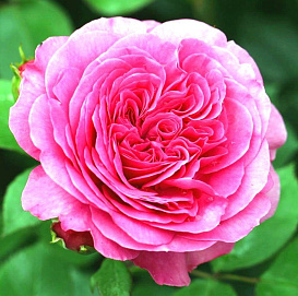 Роза 'Баронесса' 