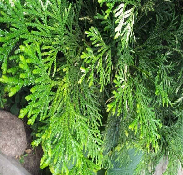 Туевик поникающий (долотовидный)