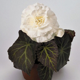 Бегония клубневая 'Нонстоп Мокка Уайт' (белая)