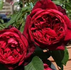 Роза 'Адмирал' (чайно-гибридная) (красная)