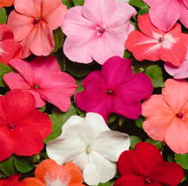 Бальзамин Уоллера 'Сингл Супер Элфин XP' микс