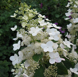 Гортензия метельчатая 'Батерфляй'