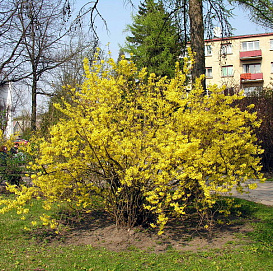 Форзиция промежуточная (средняя)
