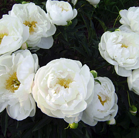 Пион молочноцветковый 'Мисс Америка' (белый анемоноцветный)