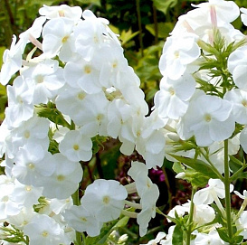 Флокс метельчатый 'Уайт Адмирал'