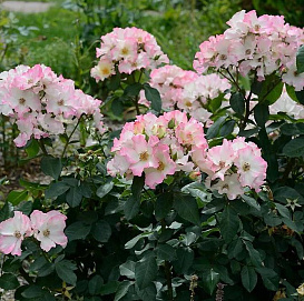 Роза 'Лиола' (флорибунда) (бело-желтый, с розовой каймой)