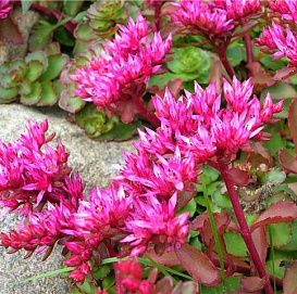 Седум ложный 'Розеум'