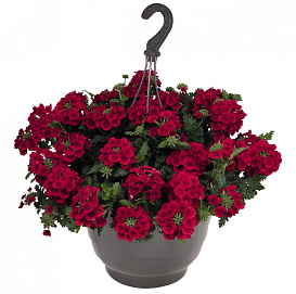 Вербена ампельная 'Экспресс Сан Рэд' (кашпо)