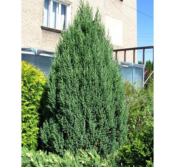 Можжевельник китайский 'Стрикта'