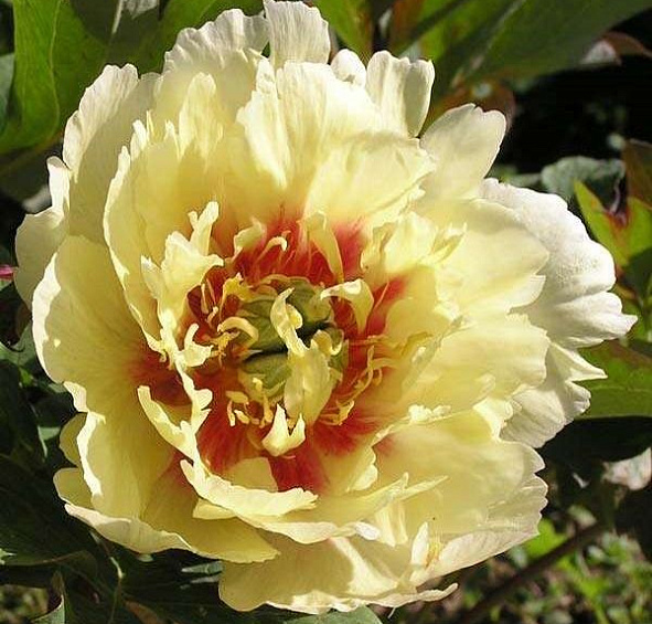 Пион Ито-гибрид 'Йеллоу Хэвен' (желтый)