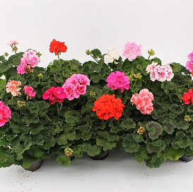 Пеларгония (микс)