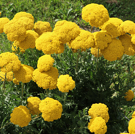 Тысячелистник таволговый