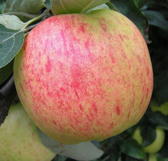 Яблоня домашняя 'Яблочный Спас'