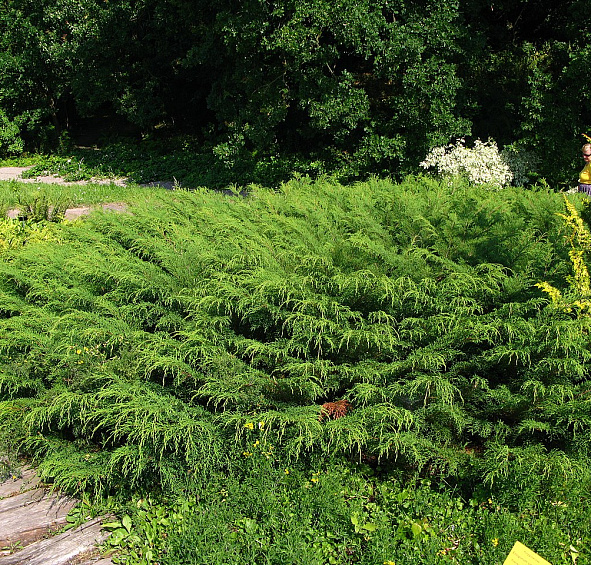 Микробиота перекрестнопарная