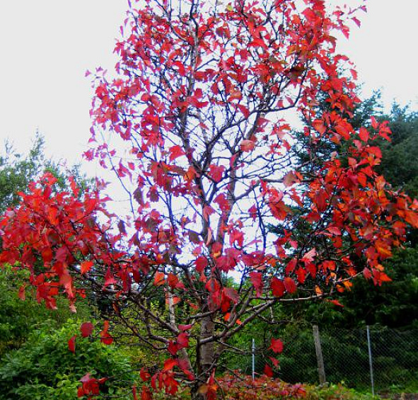 Боярышник Максимовича