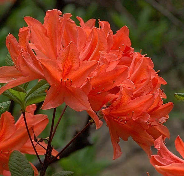 Рододендрон японский (азалия) (лососевый)