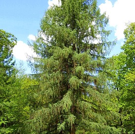 Лиственница