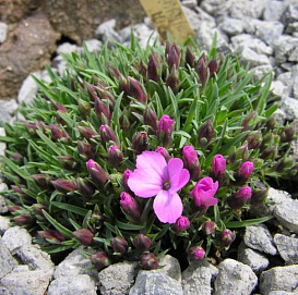 Гвоздика мелкочешуйчатая