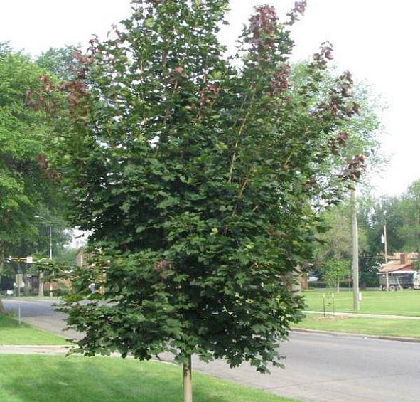 Клен остролистный 'Дебора'