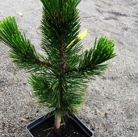 Сосна гельдрейха (боснийская, белокорая) 'Литтл Дракула'