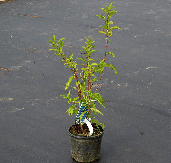 Вишня железистая 'Розеа Плена'