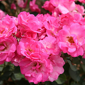 Роза 'Вилли де Роюлс' (флорибунда) (розово - малиновая)