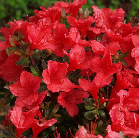 Рододендрон тупой (азалия) 'Арабеск' (красный)