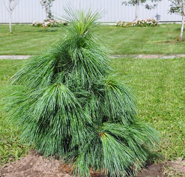 Сосна Шверина 'Ваеторст'