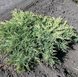 Можжевельник средний 'Пфитцериана Компакта'