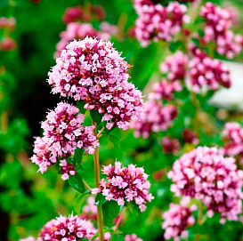 Душица обыкновенная (розовая)