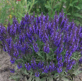 Сальвия дубравная (Шалфей) 'Маркус'