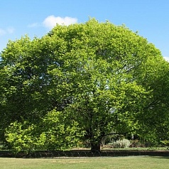 Вяз шершавый