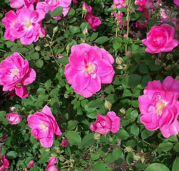 Фронтенак (Frontenac)