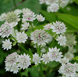 Астранция большая 'Стар оф Биллион'