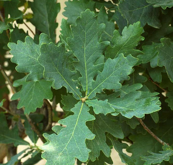 Дуб черешчатый 'Фастигиата'