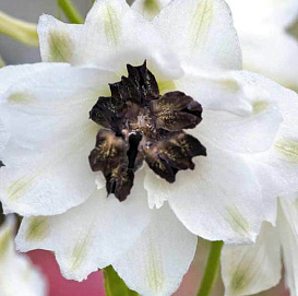 Дельфиниум (живокость) 'Вайт Дарк Би'