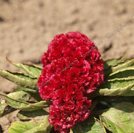 Целозия серебристая 'Амиго Ред'