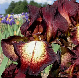 Ирис германский (бородатый) 'Провансаль' 