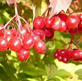 Калина обыкновенная 'Белорусская'