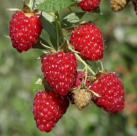 Малина 'Бриллиантовая'