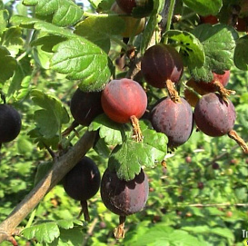 Крыжовник 'Казачок'