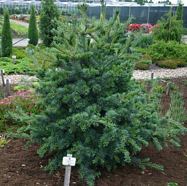 Сосна мелкоцветковая 'Негиши'