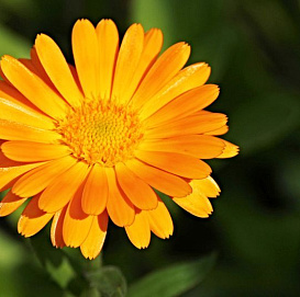 Семена Календула