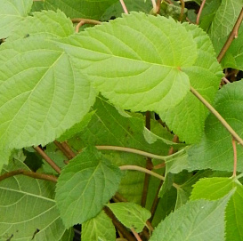 Актинидия Коломикта (муж.)