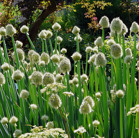 Лук дутчатый (батун)