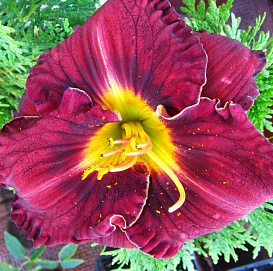 Лилейник гибридный 'Пеплишес'