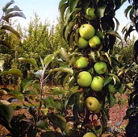 Яблоня колоновидная 'Икша'