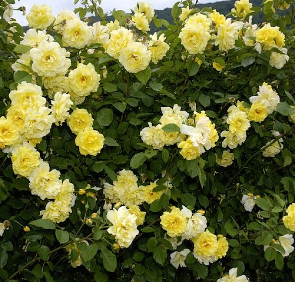 Роза 'Голден Клаймбер' (плетистая) (желтая)