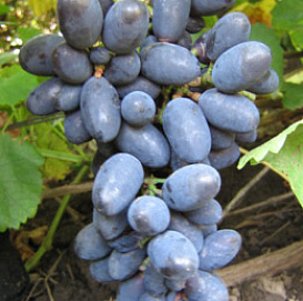 Виноград 'Кодрянка' (синий)